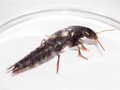 Quedius levicollis